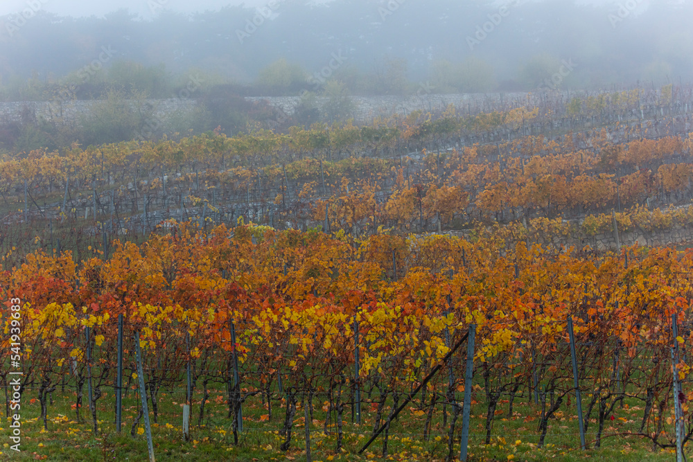 Fototapeta premium colorful autumn vineyards rows . 
