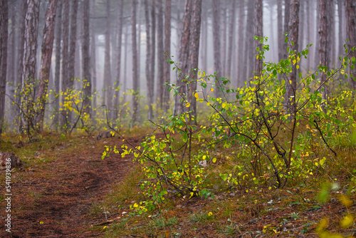 beautiful autumn forest in the mist