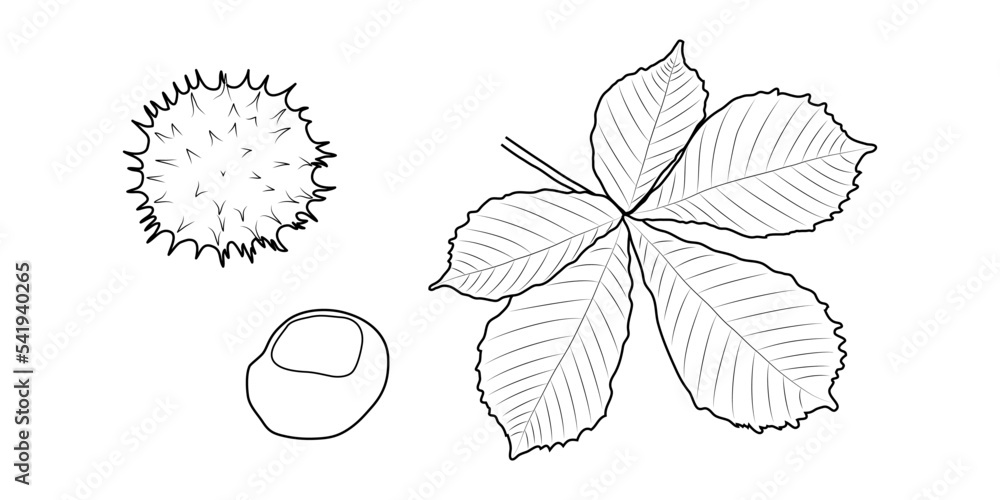 Leaves, fruits, chestnut seeds. Leaves, fruits, chestnut seeds.