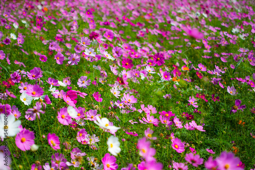 Cosmos flower field of flowers