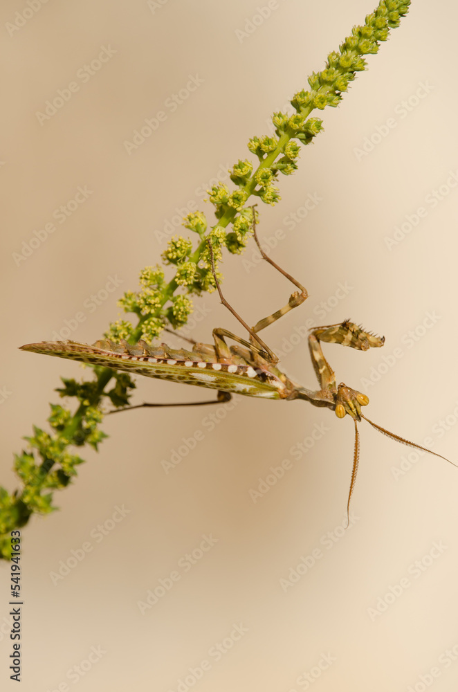 Egyptian flower mantis Blepharopsis mendica. Male. Cruz de Pajonales. Integral Natural Reserve of Inagua. Tejeda. Gran Canaria. Canary Islands. Spain. Egyptian flower mantis Blepharopsis mendica. Male. Cruz de Pajonales. Integral Natural Reserve of Inagua. Tejeda. Gran Canaria. Canary Islands. Spain.