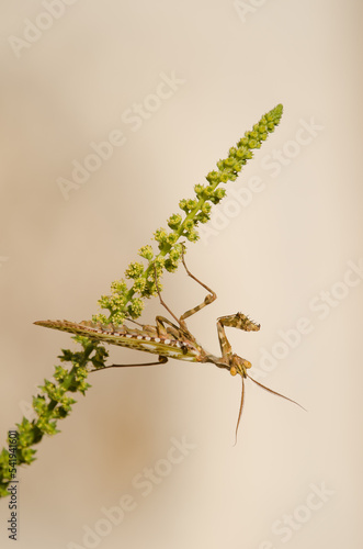 Egyptian flower mantis Blepharopsis mendica. Male. Cruz de Pajonales. Integral Natural Reserve of Inagua. Tejeda. Gran Canaria. Canary Islands. Spain. photo