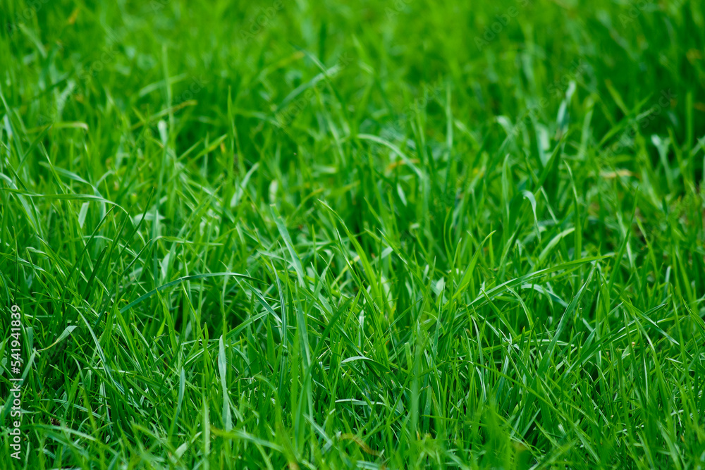 Juicy green grass that fills all the photos. The texture of the grass. Juicy green grass that fills all the photos. The texture of the grass.