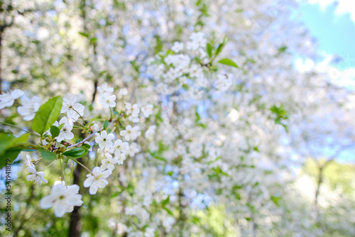 Cherry tree blooming on a clear spring day.