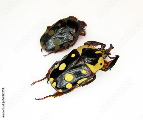 Beetles isolated on white. Black yellow Cheirolasia burkei close up macro, collection beetles, cetoniidae, coleoptera, insects photo