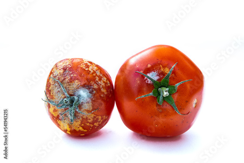 moldy tomatoes isolated on white background photo