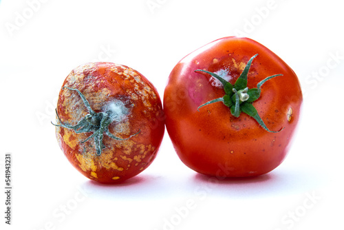 Картината върху платно moldy tomatoes isolated on white background