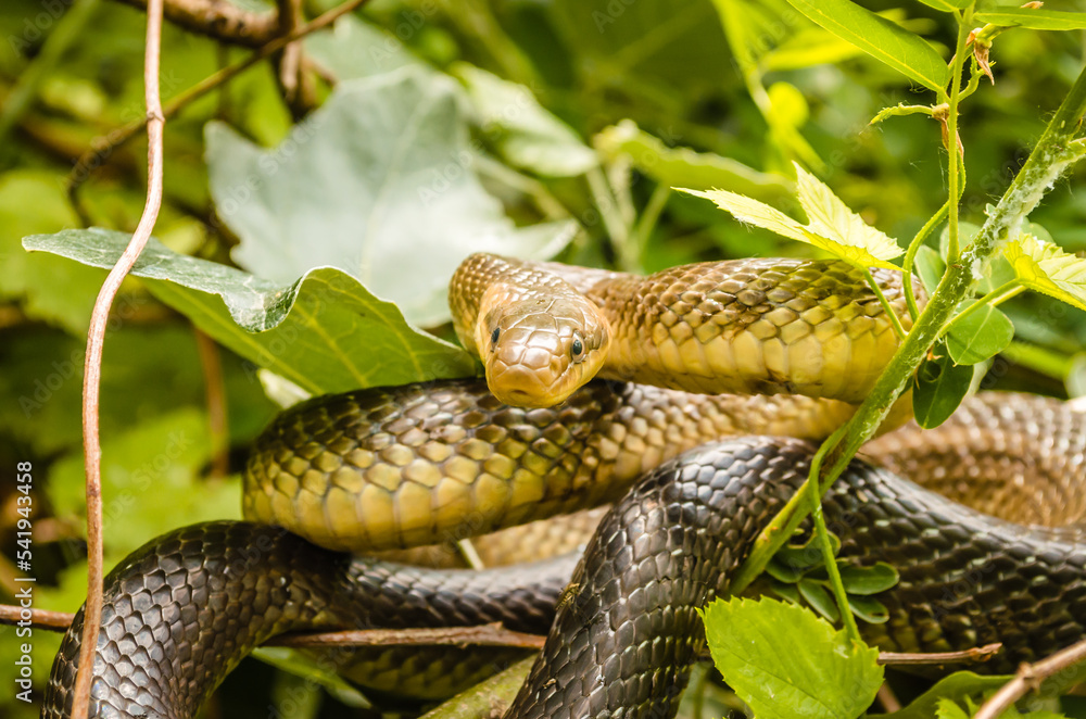 Fototapeta premium Aesculapius snake - Zamenis longissimus, Elaphe longissima. He rests on a bush.