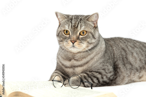 A Scottish cat isolated on a white background lies and reads an open book