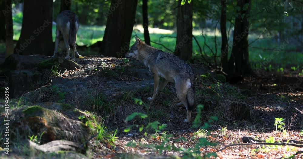 A European wolf family is in the forest A European wolf family is in the forest