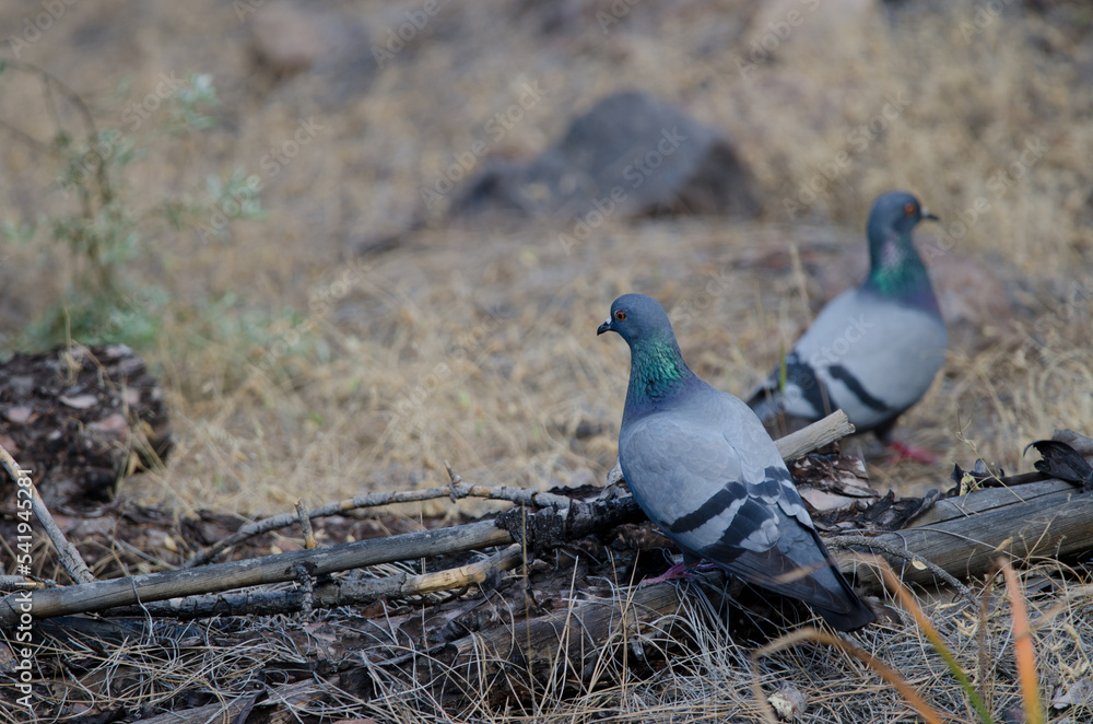 Obraz premium Canary Islands rock doves Columba livia canariensis. Integral Natural Reserve of Inagua. Gran Canaria. Canary Islands. Spain.