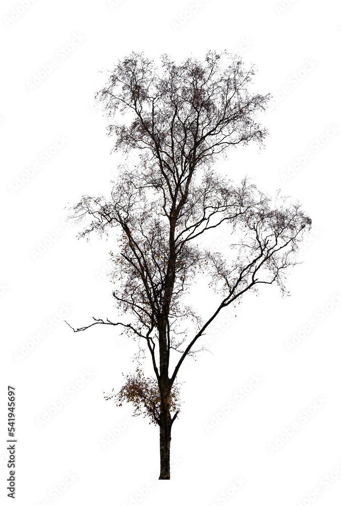 Obraz premium silhouette of a tree isolated