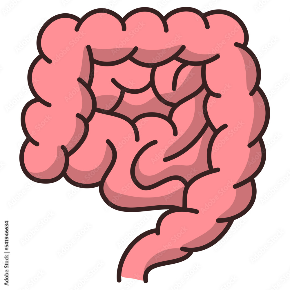 Obraz premium intestine internal anatomy illustration