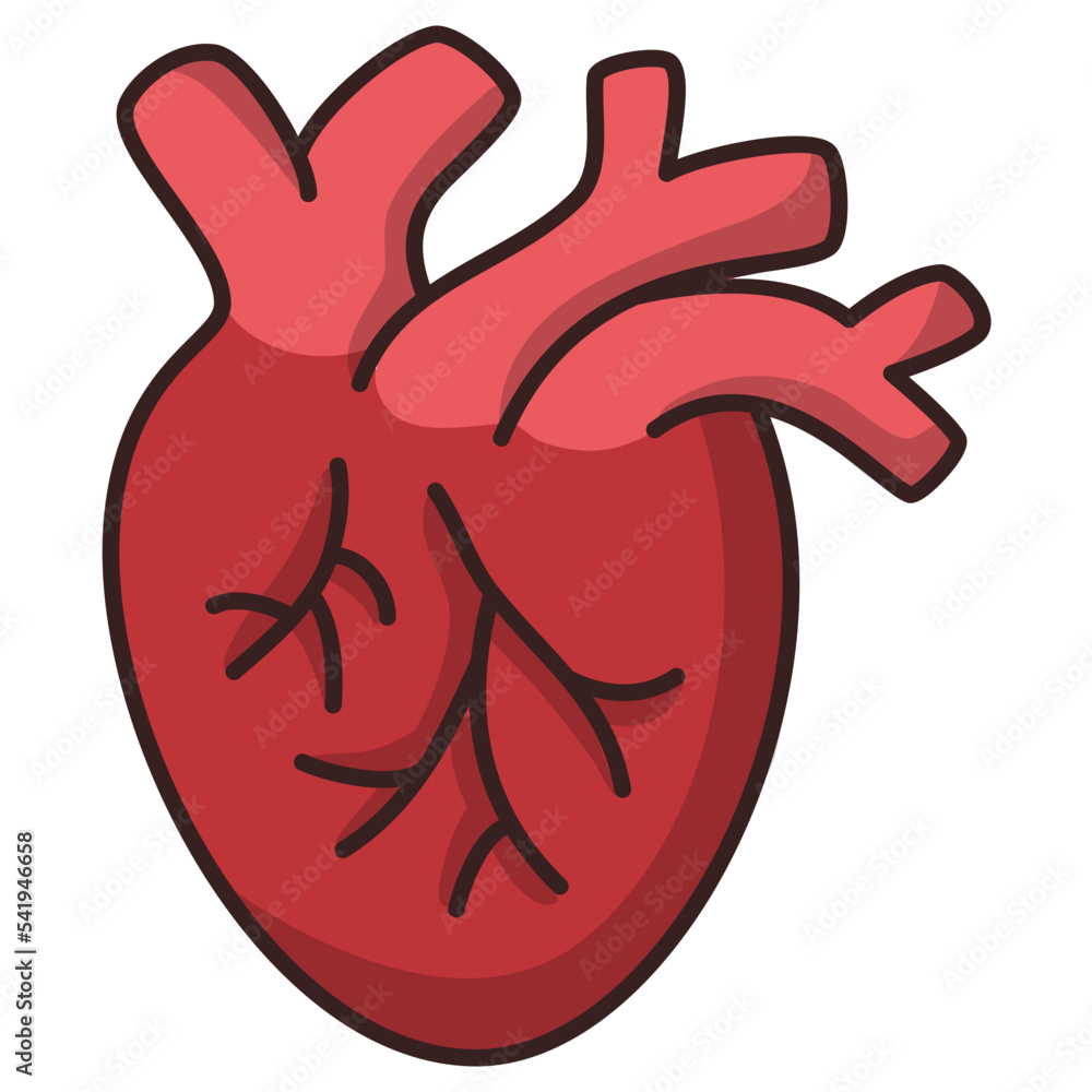 human heart anatomy icon human heart anatomy icon