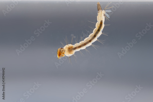 Konstfotografi Macro of mosquito larva on black background