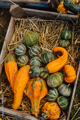 Wallpaper Mural variety of pumpkins on hay background, autumn harvest, halloween concept Torontodigital.ca