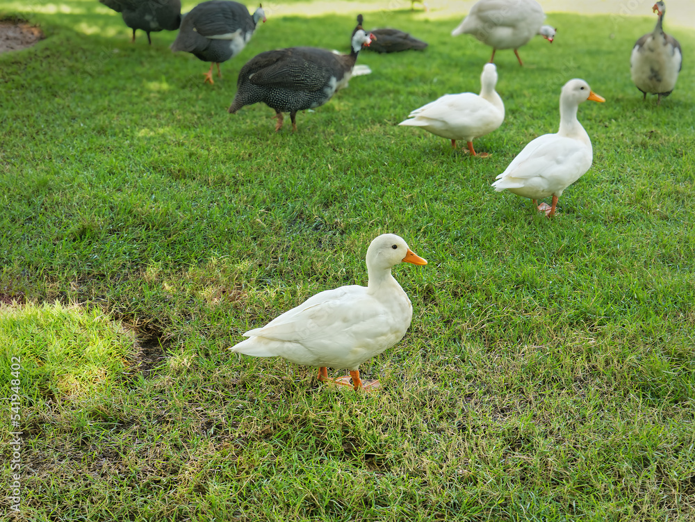 White Duck Standing on Green Grass Lawn in the Farm White Duck Standing on Green Grass Lawn in the Farm