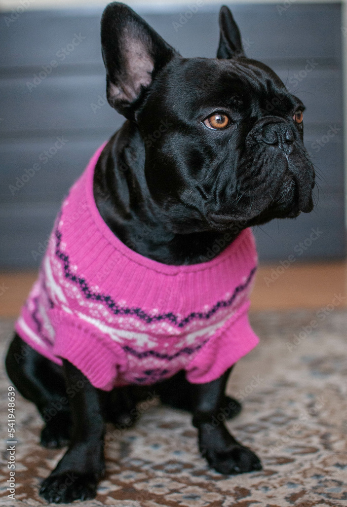 french bulldog black dog in winter clothes pink sweater