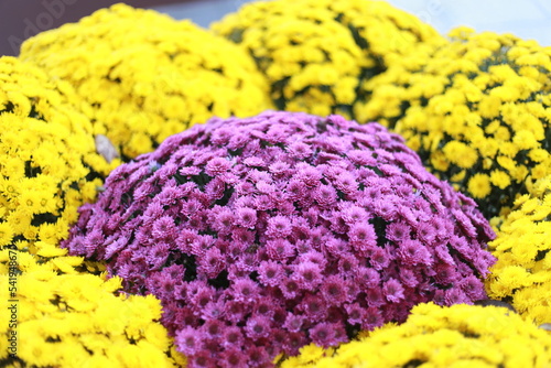 yellow and violet flowers