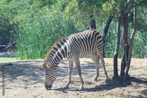 The burchell zebra in farm at thailand