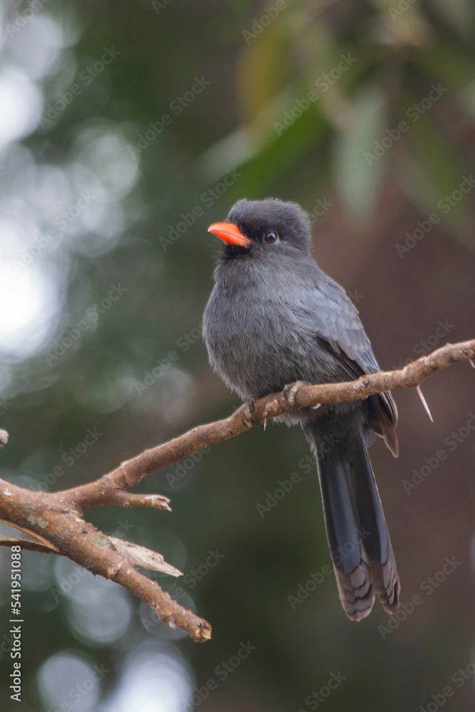 Fototapeta premium Brazilian Savannah Bird This bird is very common in Brazilian Savannah