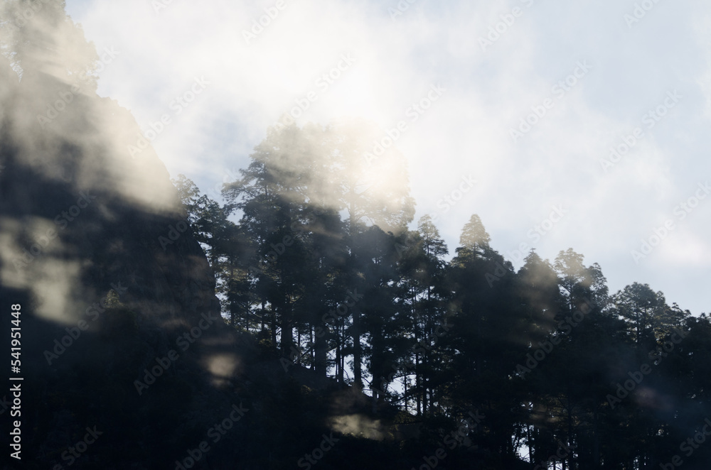 Fototapeta premium Morro de Pajonales cliff and forest of Canary Island pine Pinus canariensis in the fog. Inagua. Tejeda. Gran Canaria. Canary Islands. Spain.