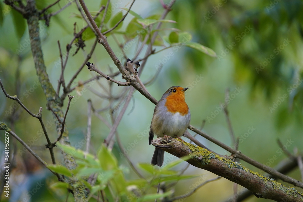 The European robin (Erithacus rubecula), known simply as the robin or robin redbreast. Muscicapidae fammily. Hanover, Germany.
The European robin (Erithacus rubecula), known simply as the robin or robin redbreast. Muscicapidae fammily. Hanover, Germany.