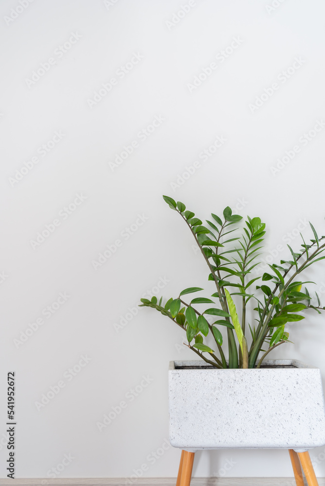 Fototapeta premium Green leaves of Zamioculcas on white background