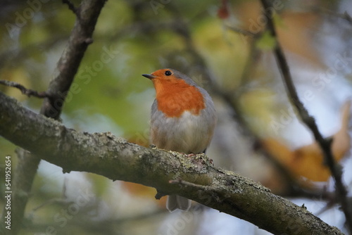 The European robin (Erithacus rubecula), known simply as the robin or robin redbreast. Muscicapidae fammily. Hanover, Germany.