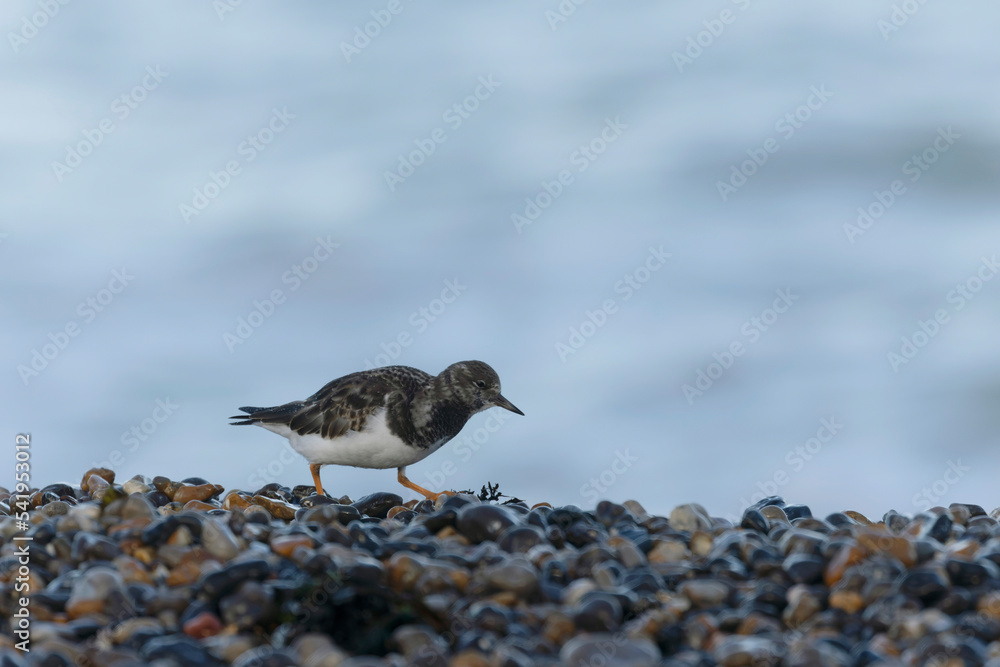 Ruddy Turnstone Arenaria interpres on low tide on a flint pebble beach in Normandy, France Ruddy Turnstone Arenaria interpres on low tide on a flint pebble beach in Normandy, France