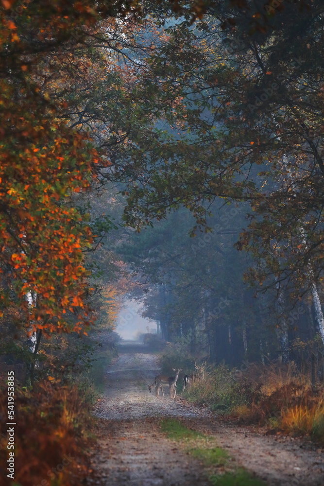 A path in a mysterious, misty, autumn forest. Fallow deers are walking along the path. Morning light.