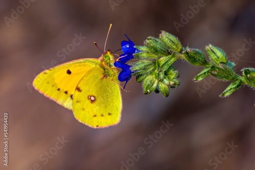 contrasti di colore © Pierangelo