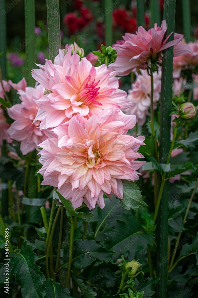 Obraz premium ダリア