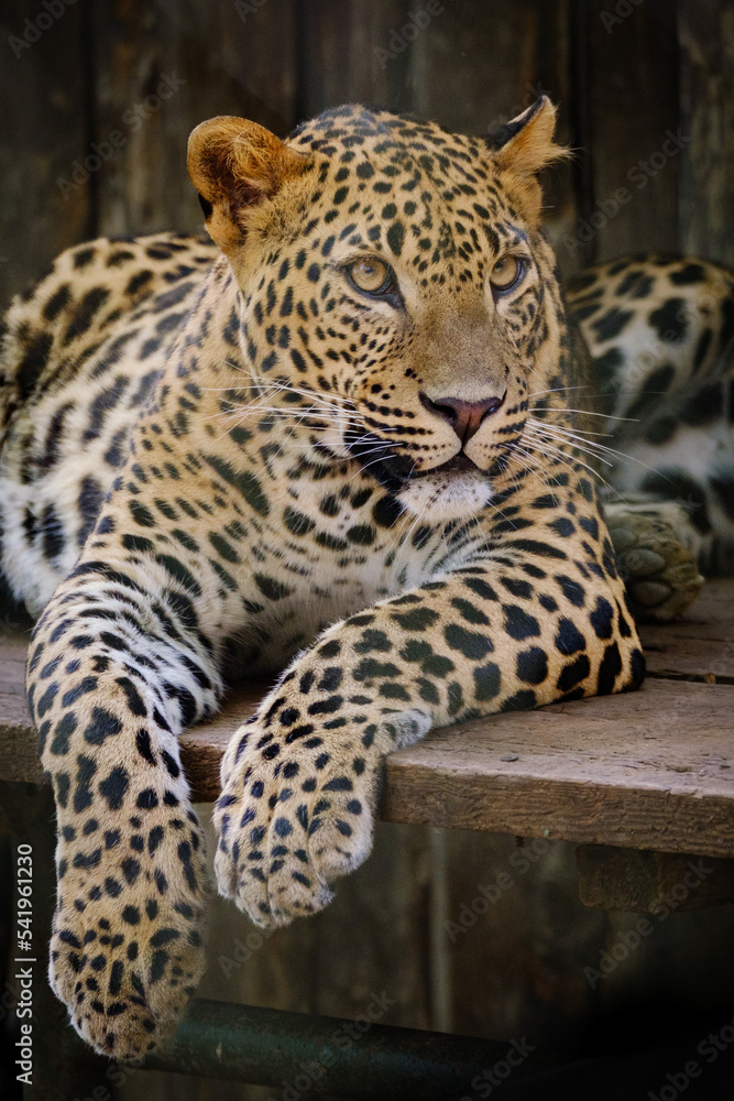 close up of leopard close up of leopard