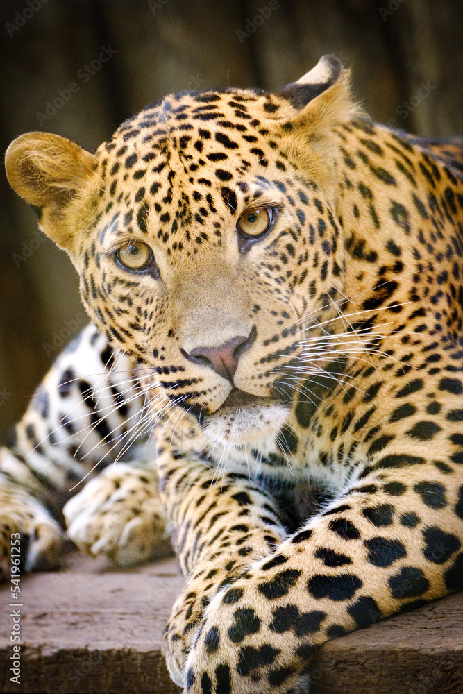 Obraz premium close up of leopard