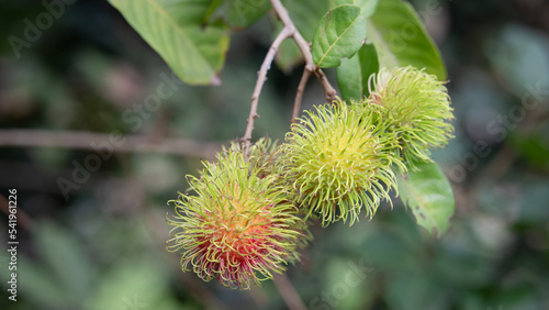 Fresh red rambutan fruits hanging on tree in summer of Thailand, tropical fruit sweet taste on green background.