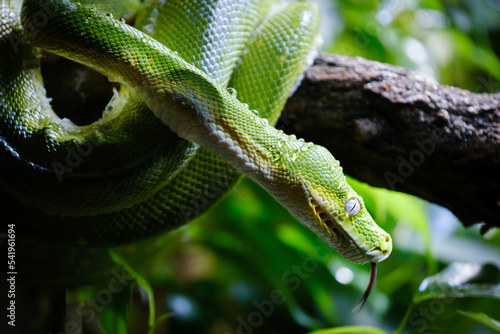the green tree python, dangerous snake on the banch