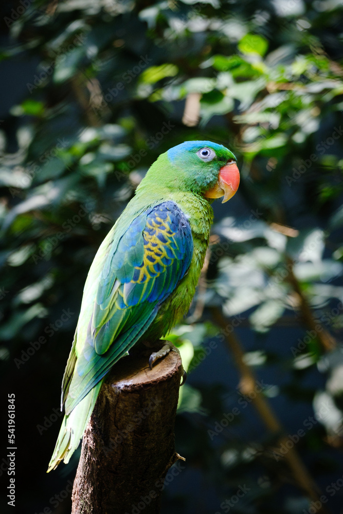 close up portrait of parrot