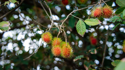 Fresh red rambutan fruits hanging on tree in summer of Thailand, tropical fruit sweet taste on green background.