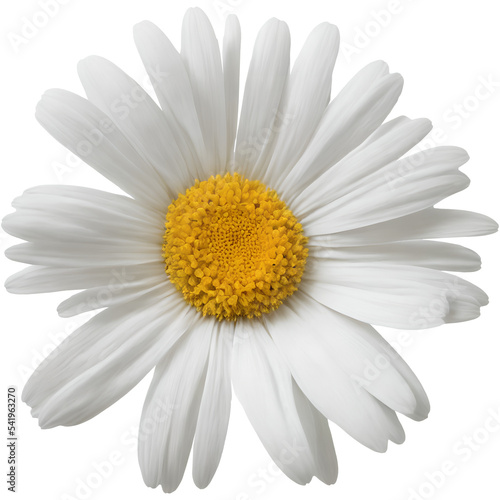White Daisy Flower © Anand Kumar