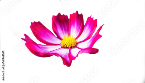 pink white flower isolated on white background