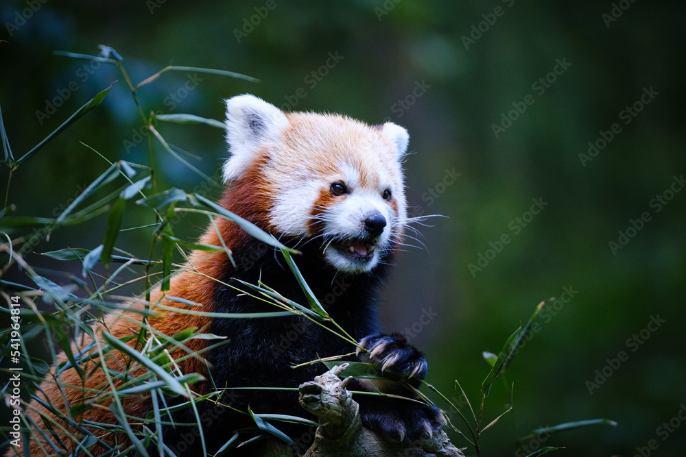 Naklejka premium red panda eating bamboo