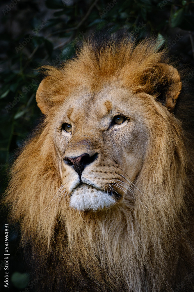 Fototapeta premium close up portrait of lion