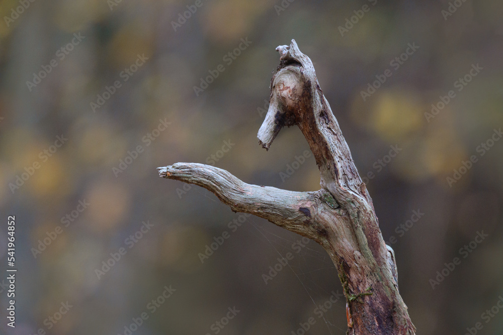 Obraz premium Wald Herbst Kobolde
