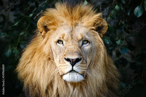 Fototapeta Naklejka Na Ścianę i Meble -  close up portrait of lion