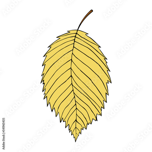 Vector illustration of elm leaf isolated on white. Cartoon style