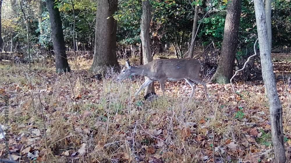 wild whitetail deer doe in forest wild whitetail deer doe in forest