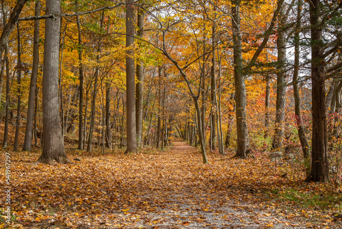 A walking trail covered in autumn leaves at Teatown Lake Reservation in Ossining New York.