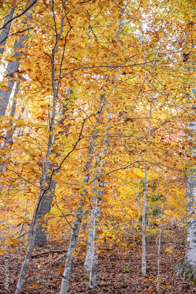fall in the mountains fall in the mountains