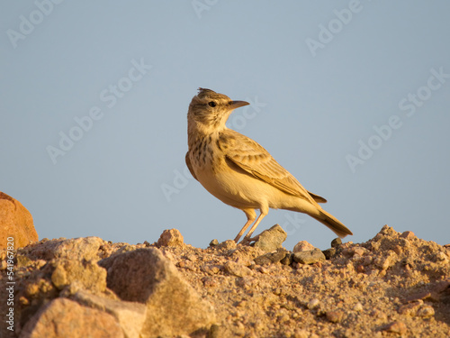 Crested lark, Galerida cristata